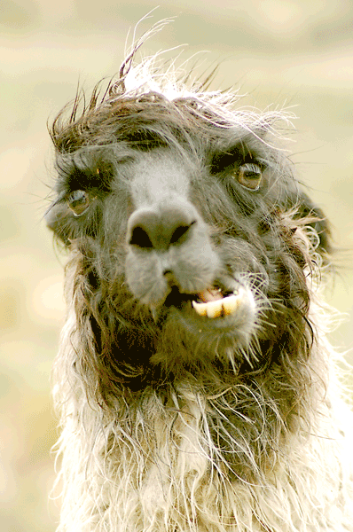 The Magical Retarded Llama of Peru